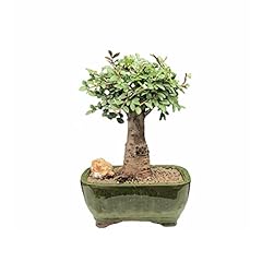 Chinese elm bonsai for sale  Delivered anywhere in USA 