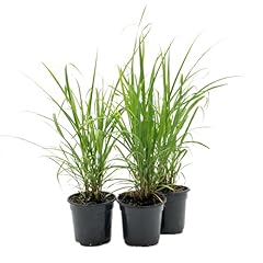 Lemongrass live plant for sale  Delivered anywhere in USA 