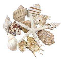 Pcs large seashells for sale  Delivered anywhere in USA 