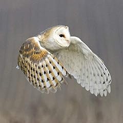 Barn owl greeting for sale  Delivered anywhere in Ireland