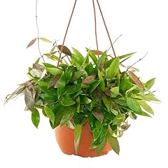 Bonplants hoya pianta usato  Spedito ovunque in Italia 