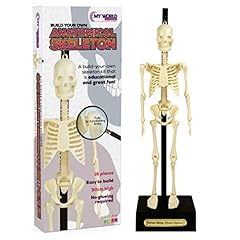 Anatomical skeleton for sale  Delivered anywhere in Ireland