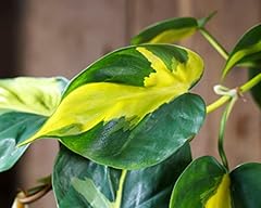 Variegated philodendron scande for sale  Delivered anywhere in UK