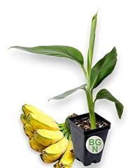 California gold banana for sale  Delivered anywhere in USA 