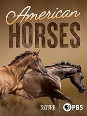 American horses for sale  Delivered anywhere in USA 