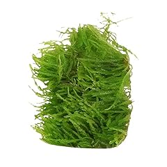 Weeping moss vesicularia for sale  Delivered anywhere in USA 