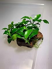 Anubias nana petite for sale  Delivered anywhere in USA 