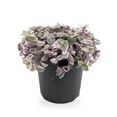 Callisia repens rosato for sale  Delivered anywhere in UK