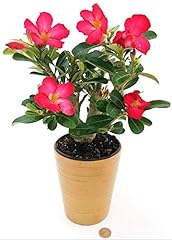 Powers flowers adenium usato  Spedito ovunque in Italia 