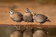 Grain bobwhite quail for sale  Delivered anywhere in USA 