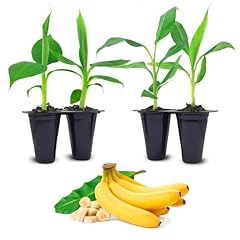 Banana trees grand for sale  Delivered anywhere in USA 