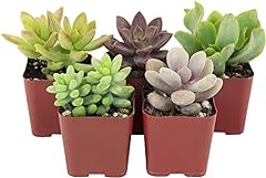 Shop succulents assorted for sale  Delivered anywhere in USA 