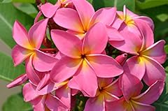 Hawaiian pink plumeria for sale  Delivered anywhere in USA 
