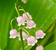 Pink lily valley for sale  Delivered anywhere in USA 