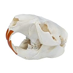Beaver skull for sale  Delivered anywhere in USA 