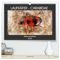 Laufkäfer carabidae kunstdruc usato  Spedito ovunque in Italia 