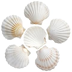 10pcs scallop shells for sale  Delivered anywhere in UK