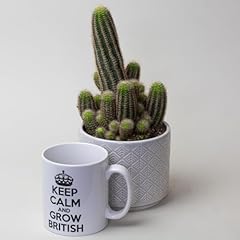 Cactus plants succulent for sale  Delivered anywhere in UK