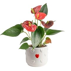 Costa farms anthurium for sale  Delivered anywhere in USA 