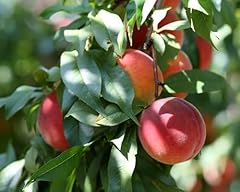 Florida glo peach for sale  Delivered anywhere in USA 