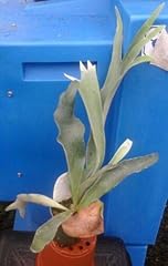 Generic dutch staghorn for sale  Delivered anywhere in USA 