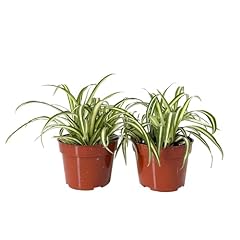 Easy grow spider for sale  Delivered anywhere in USA 