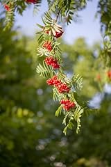 Sorbus aucuparia 100 gebraucht kaufen  Wird an jeden Ort in Deutschland