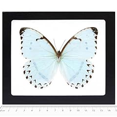 Bicbugs morpho catenaria for sale  Delivered anywhere in USA 