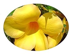 Brown bud allamanda for sale  Delivered anywhere in USA 