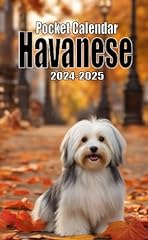 2024 2025 havanese for sale  Delivered anywhere in UK