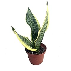 Futura snake plant for sale  Delivered anywhere in USA 