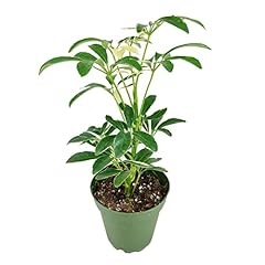 Schefflera arboricola variegat for sale  Delivered anywhere in USA 