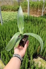 Agave blu agave usato  Spedito ovunque in Italia 