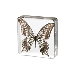 Real butterfly specimen for sale  Delivered anywhere in USA 