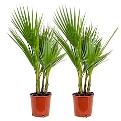 Set washingtonia robusta usato  Spedito ovunque in Italia 