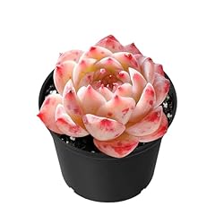 Sprout green echeveria for sale  Delivered anywhere in USA 