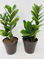 Two plant zamioculcas for sale  Delivered anywhere in USA 