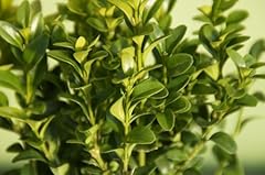 Buxus sempervirens arbusto usato  Spedito ovunque in Italia 