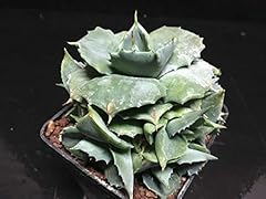 Portal cool agave usato  Spedito ovunque in Italia 