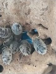 Dairy cow isopods for sale  Delivered anywhere in USA 