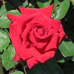 Yougarden adam rose for sale  Delivered anywhere in UK