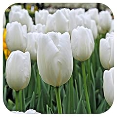 Tulip white dream for sale  Delivered anywhere in UK