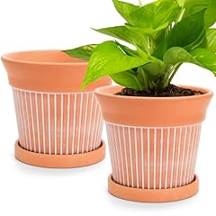 Cedilis pack terracotta for sale  Delivered anywhere in USA 