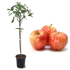 American plant live for sale  Delivered anywhere in USA 