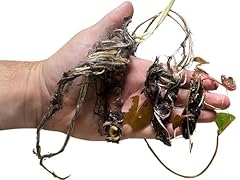 Nymphaea odorata white for sale  Delivered anywhere in USA 