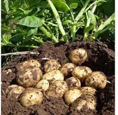 Second early seeds for sale  Delivered anywhere in UK