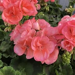 Set geranium plants for sale  Delivered anywhere in USA 