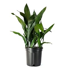 American plant cast for sale  Delivered anywhere in USA 