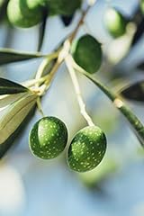 Pianta ulivo albero usato  Spedito ovunque in Italia 