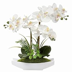 Briful white orchid for sale  Delivered anywhere in UK